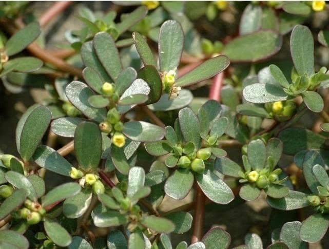 炎症|妇科炎症病人，最该忌口的不是辣椒，而是这5物，很多人容易忽视