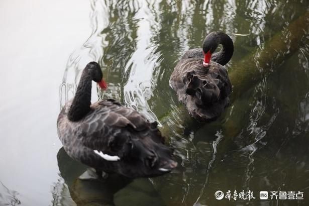 惬意|情报站｜舒服！济南百花洲黑天鹅享受冬日阳光，惬意自在水中游