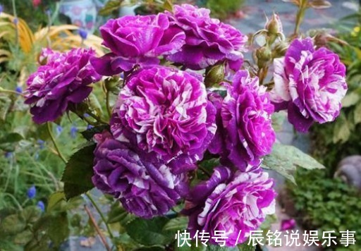 新手养花,不如养盆花中精品“芬芳宝石”,一开就是一簇,漂亮