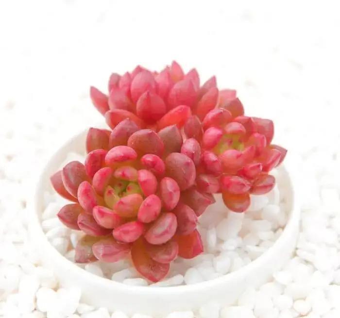 她养的多肉红宝石,叶色红得像火,特别漂亮