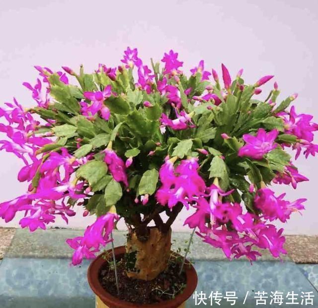 家里养蟹爪兰,提前准备3种肥料,到了9月开始“贴秋膘”