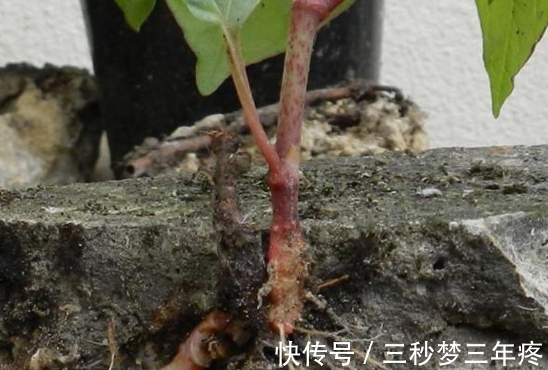 房前屋后，看见这植物，得铲掉