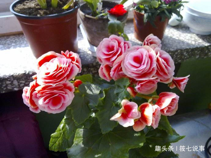 这三种耐阴花，掐枝插入土壤可以繁殖。