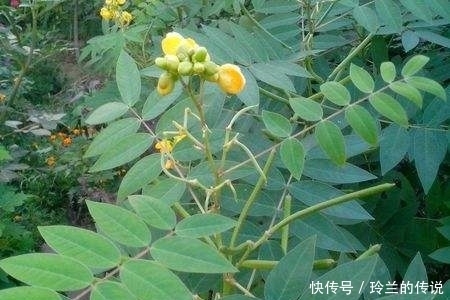 马齿苋|农村这些野菜，煮吃喝，清肝明目，降血压、减肥，还败毒抗癌！