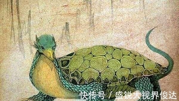 龟壳!古墓发现神秘龟壳,这是美洲的地平龟,《山海经》再次被证实