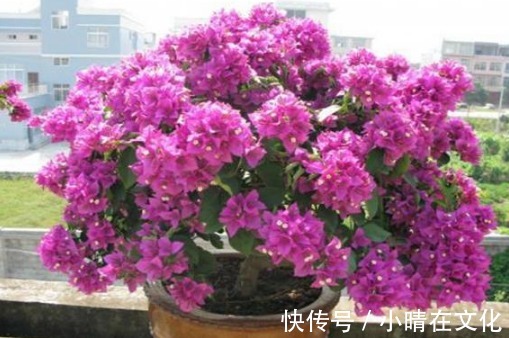 三角梅不开花怎么办1个小方法,花蕾钻出来,一个月就开花!