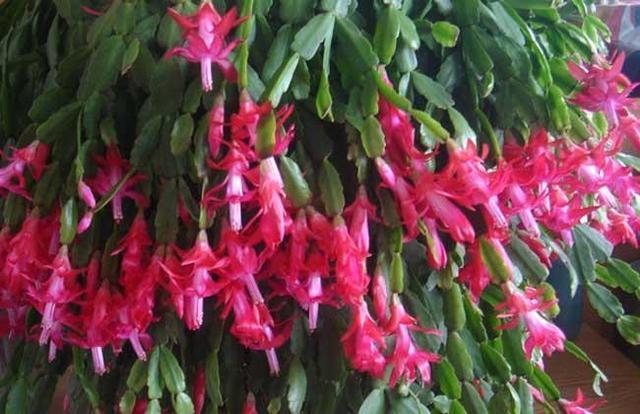 蟹爪兰喜欢这种营养液，不掉花苞不怕黄叶，花开满盆！