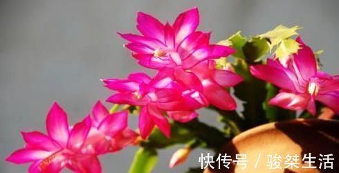 蟹爪兰|不会嫁接蟹爪兰？此3种，有文有图，2分钟学会！