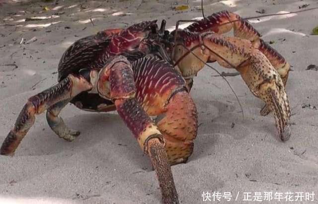 椰子蟹的破坏力有多可怕?一招能夹开大椰子,看完长见识了!