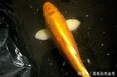 绿水|绿水对锦鲤好么？？？