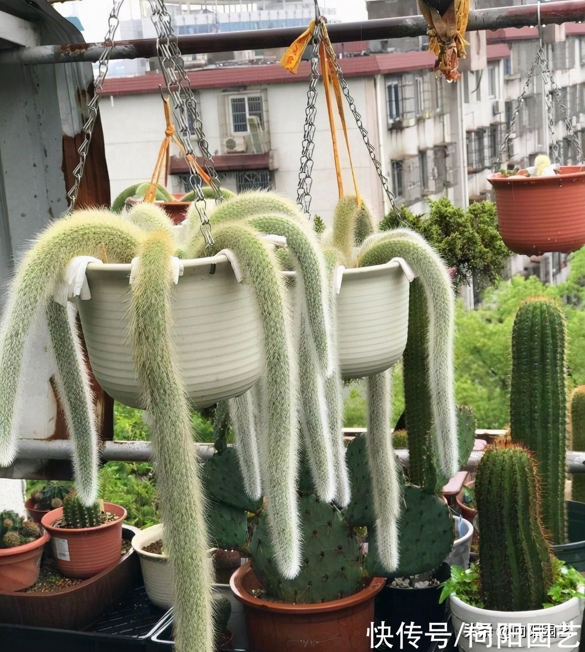 一盆猴尾柱，价值880，很多人不相信，买的人很多，植物也值钱