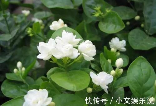 施肥|家里养了4种花，夏天也别忘了施肥，不然花香淡开花少