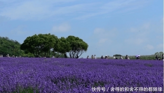 美景|夏季也能欣赏到无尽花海美景，这几个国内景点，已迎来颜值巅峰