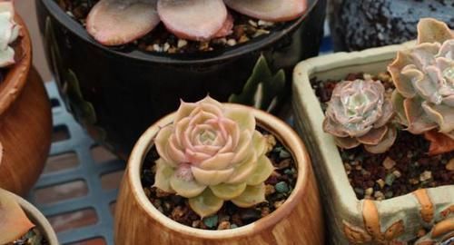 什么时候|养多肉,不懂该什么时候浇水?凭借这些特征动手就能远离问题