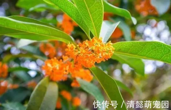 排毒|蒲公英,被称为“药草皇后”,请记住“6功效、7搭配、8禁忌”