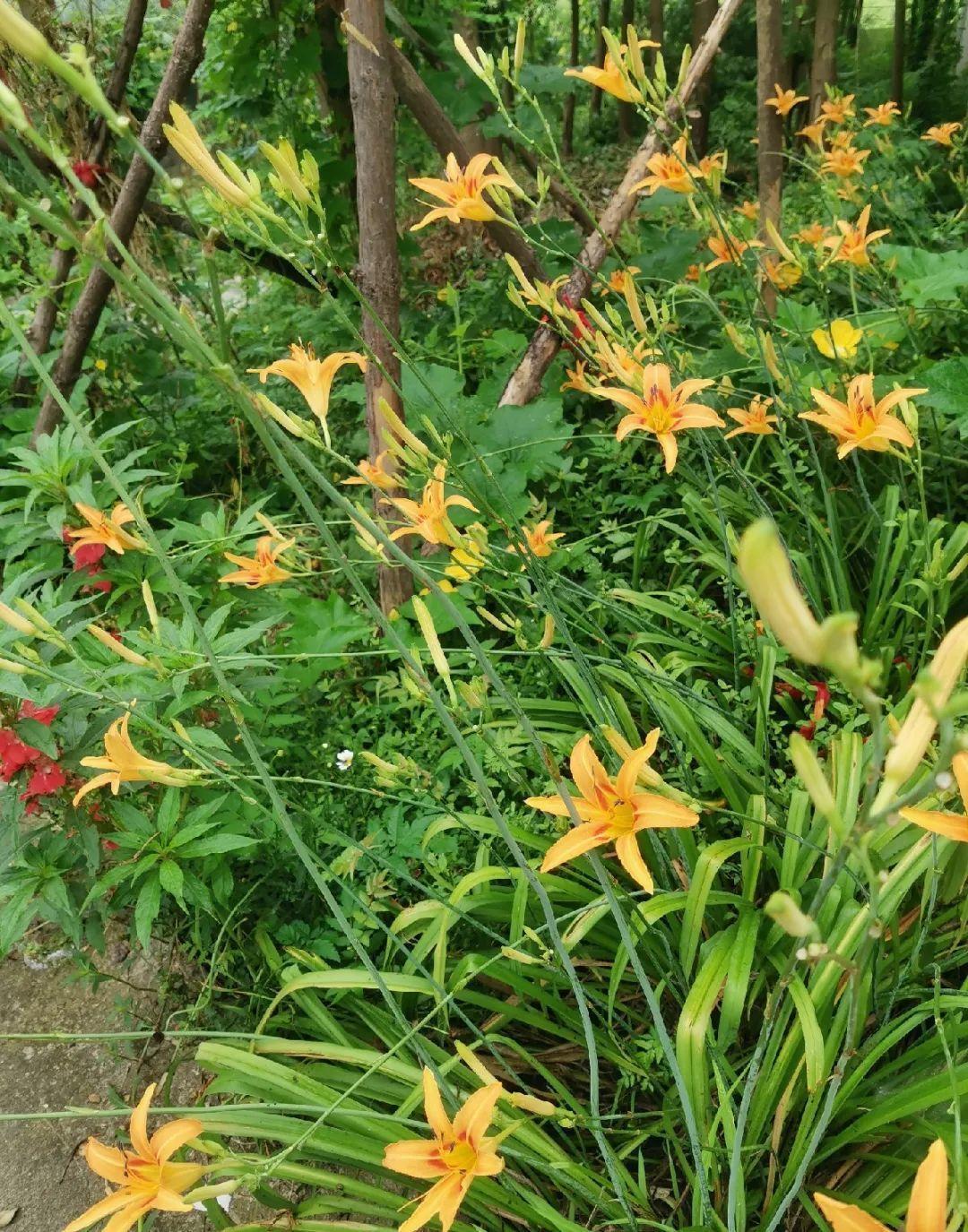 家门口的有毒花，千万别乱碰，有小孩的注意！