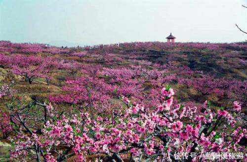 老年|2021年春季国内赏花（二）桃花，推荐16个打卡地