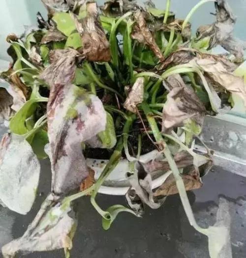 细菌|“2种花”再喜欢也别养,散“毒气”生细菌,家里若有尽快搬出去