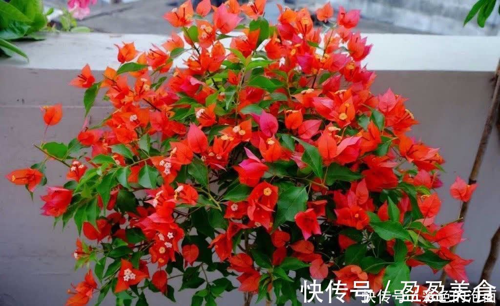 茉莉花|喜欢天天晒太阳的“6种花”,越晒花越艳花越大,太好看了吧