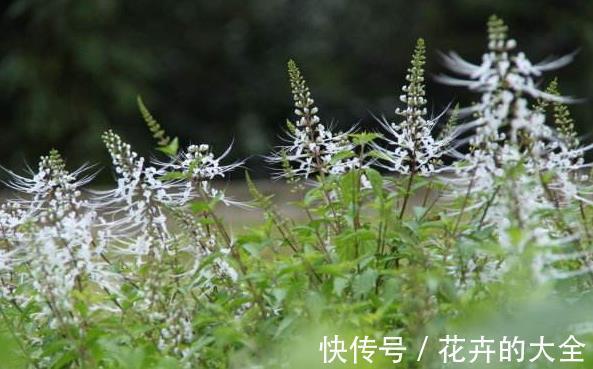野草|一种农村最罕见的野草，开花时像极了猫须，用沸水冲泡最好用