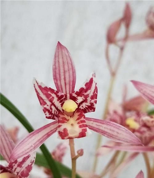  芳香|兰花界的新宠“红猫蕊蝶”，花色艳丽，芳香扑鼻，气质妖艳还好养