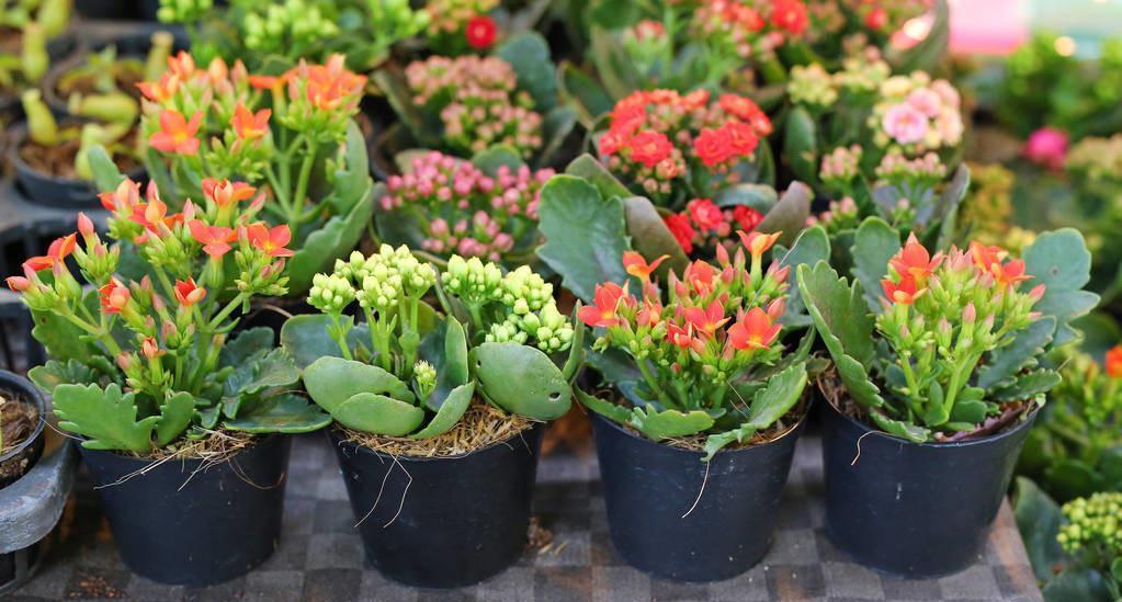 虎皮兰|以后看见这5种花,不用再花钱买了,随手摘个枝就能爆盆