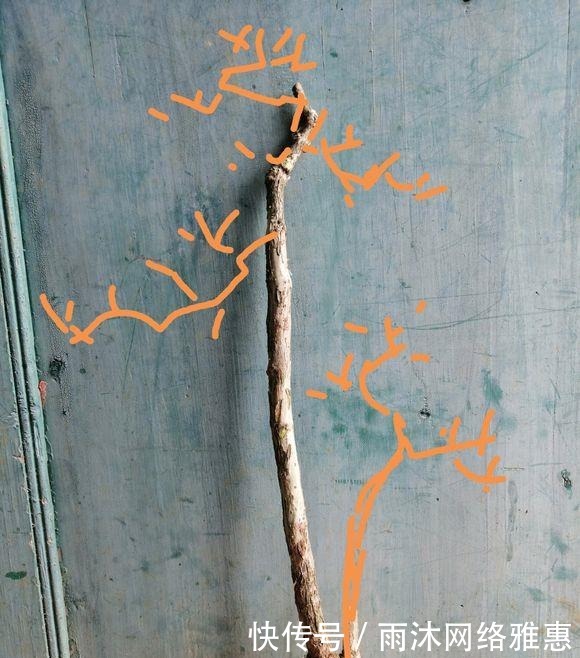  造型|玩盆景造型很重要哦，就像这两个六月雪素材，这样培育真的美翻了