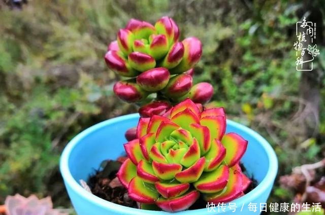 如何让多肉变美看看我是如何宠它们的!如何让多肉变美看看我是如何宠它们的!