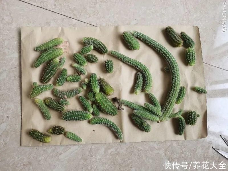 金银花|养到烦人的花，盆都不够用，扔掉还很心疼