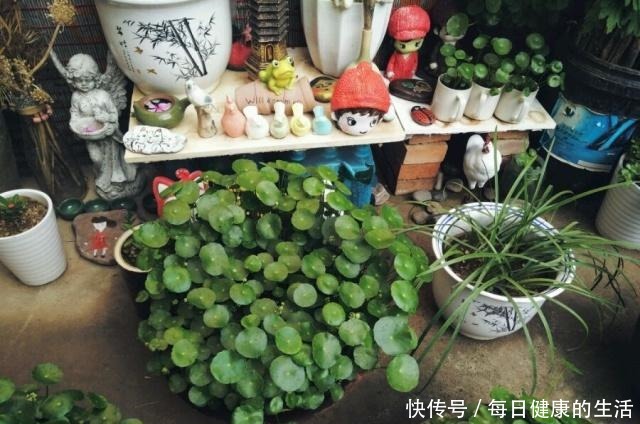 家养铜钱草,财源滚滚来,黄叶也不怕一招爆满家,瓶瓶罐罐全是它!