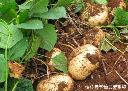 小时候|农村一野瓜,长在泥里可蔬可果营养丰富价值高,小时候看到流口水