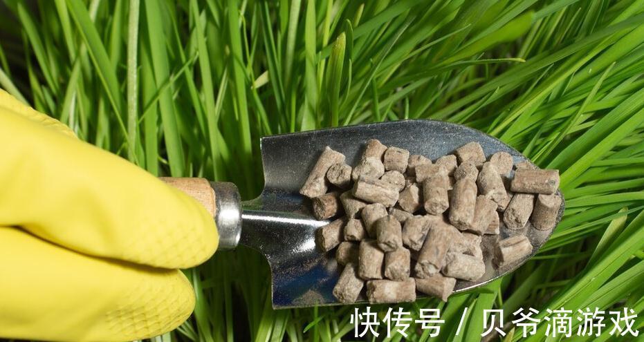 养花中,此些也是很好的肥料,果皮,果壳,啤酒都能施肥