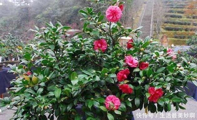 大门前种1棵茶花树,耐寒耐热好养,花色艳丽,开花喜庆富贵!