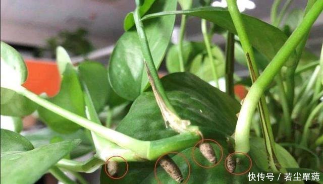 绿萝“喝点”葡萄酒,叶片巴掌大,枝条爬满墙,垂下来当瀑布