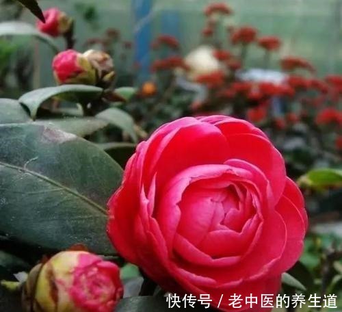 这2种花选个“枝条”,直接插盆里,养1盆活1盆,成功率真高!