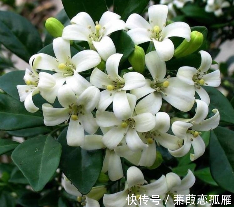 月季|几种花养家里,谁见了都喜欢,第二种已经被迷住了!