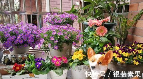 用鸡蛋壳养花，少了这2步就得招虫子，养啥啥不行