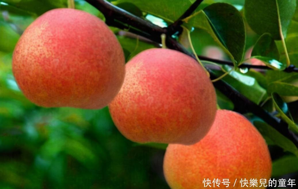 适合冬天吃的3种食物，补充营养、延缓衰老，身