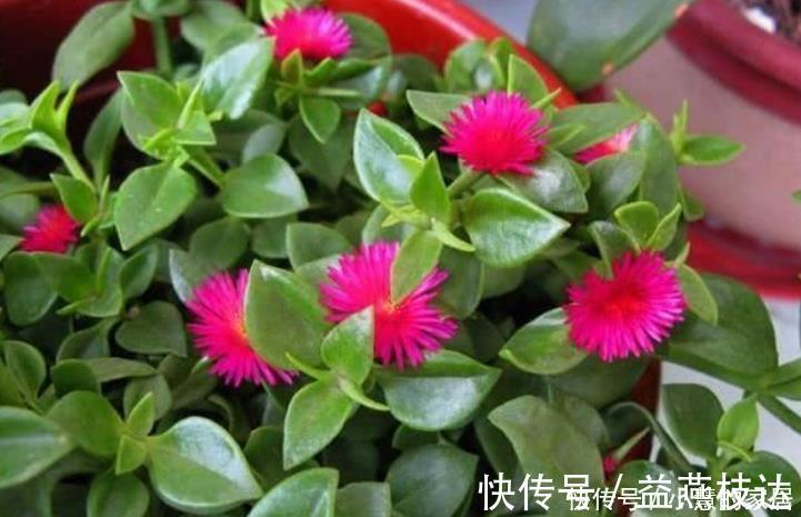 植株|3种花便宜漂亮又好养，10元买两盆，开花漂亮花期长，谁养谁喜欢