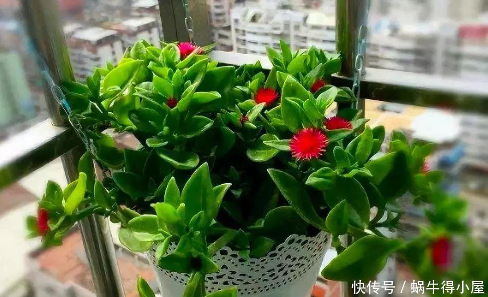 金鱼吊兰怎么养爆盆?学会关键5点