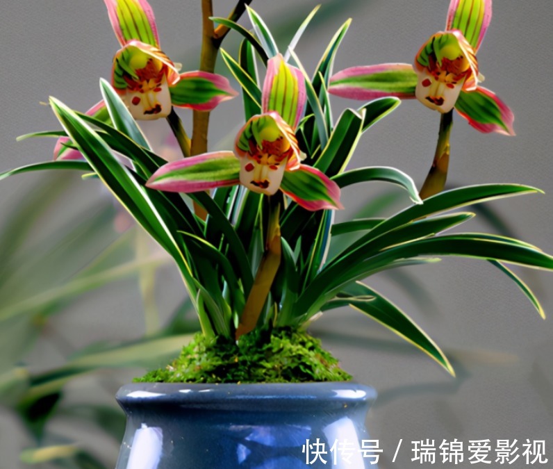 建兰“帝王妃”，花姿优雅，叶带金边，浓香型盆栽里的上上品