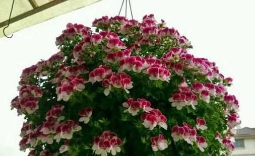  不用|天竺葵不用买，折一段枝就能开成花球！