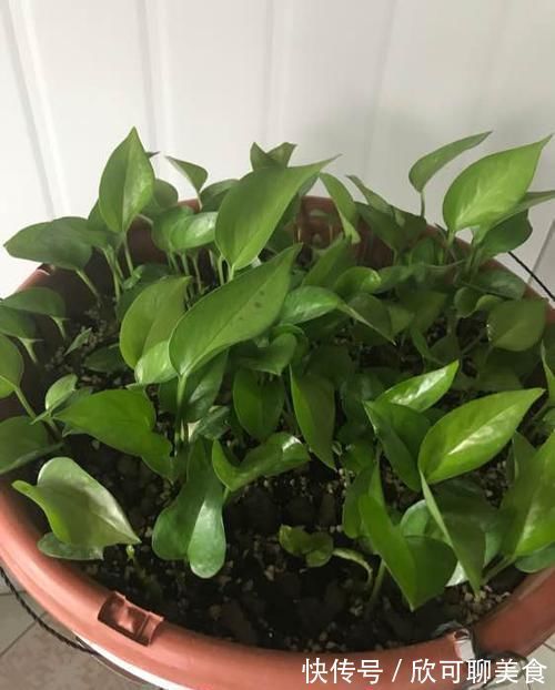养文竹绿萝,“1种”颗粒撒盆里,叶子油绿一整年,越长越旺