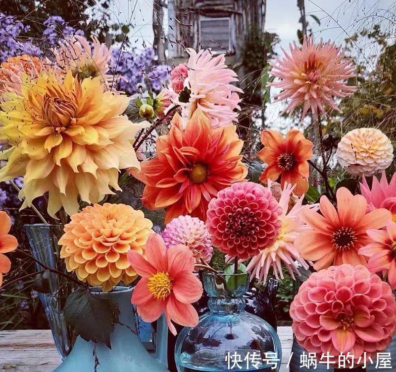 名字土掉渣、开花却很漂亮的8种花,你家养过几种?