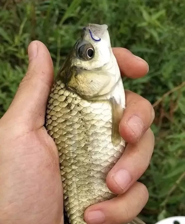 饵料|陌生水域总钓不到鱼?教你3个开饵绝招,钓的都是大家伙