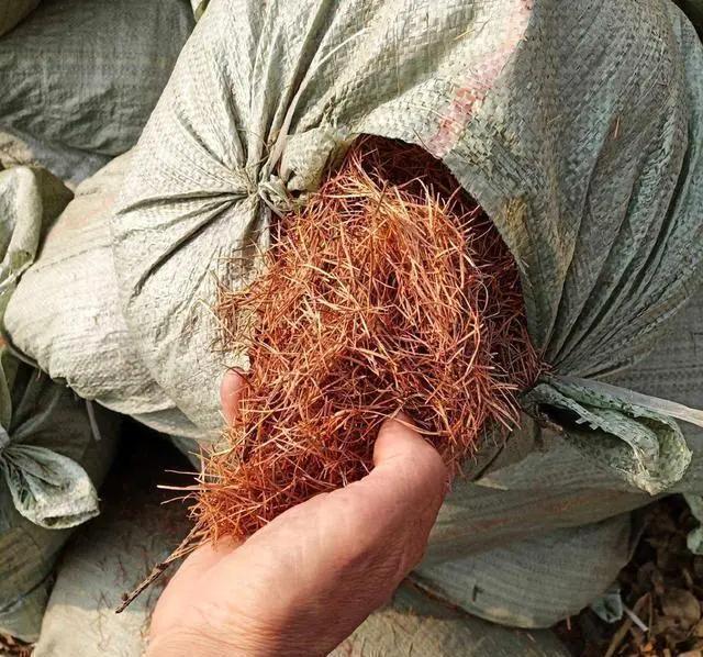 君子兰|养花30年老花匠的5个“小秘方”赶紧学起来再也不怕养花出问题了