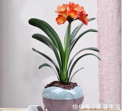 生长发育|适合男人养的四种花，大气又稳重，旺财又旺运，早看早知道！