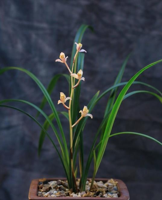 兰花上盆前有“三洗”,老手熟门熟路,新手听着有点懵