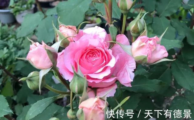 阳台上|养月季多年,筛选出8种灌木月季,适合阳台栽培,开花能力好