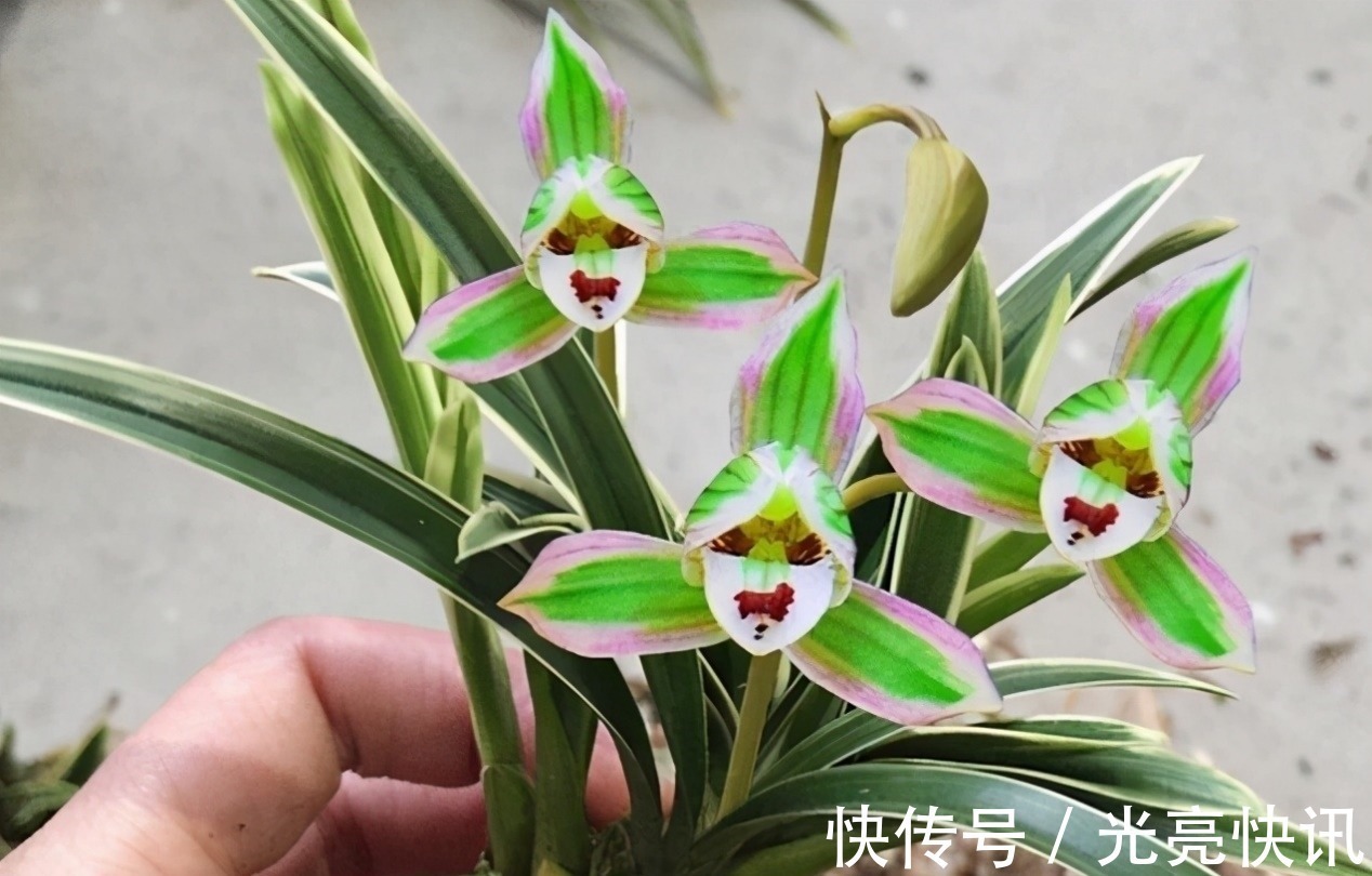 此兰花是三大“妖精”之首,花色罕见,香味怡人,爱兰之人首选